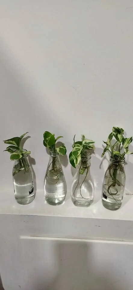 Money plant thumbnail
