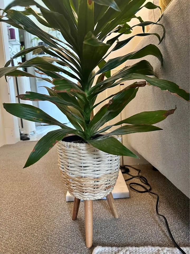 Dracaena Houseplant with Basket Planter/ Stand thumbnail