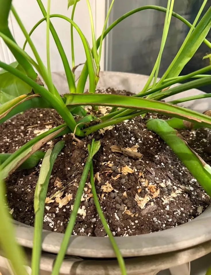 Plant Fertilizer image indicator(5)