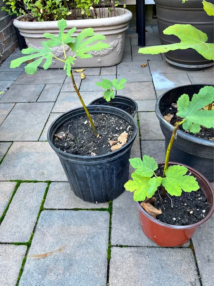 Fig Trees in a planter - Produces big beautiful green figs thumbnail