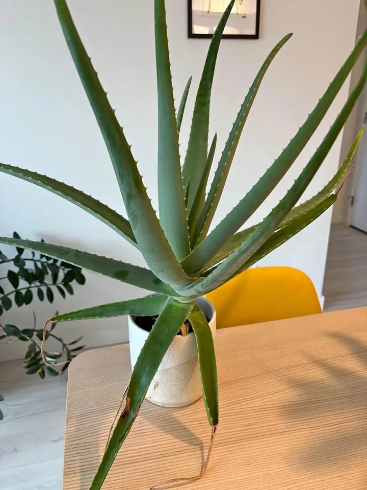 Aloe plant and pant thumbnail