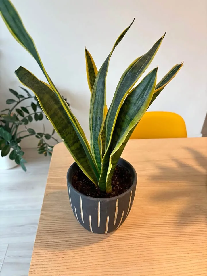 Snake plant and pot thumbnail