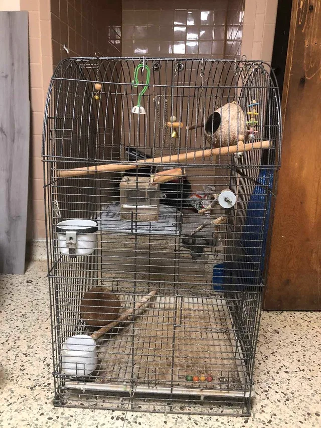 Cages big bird image indicator(2)