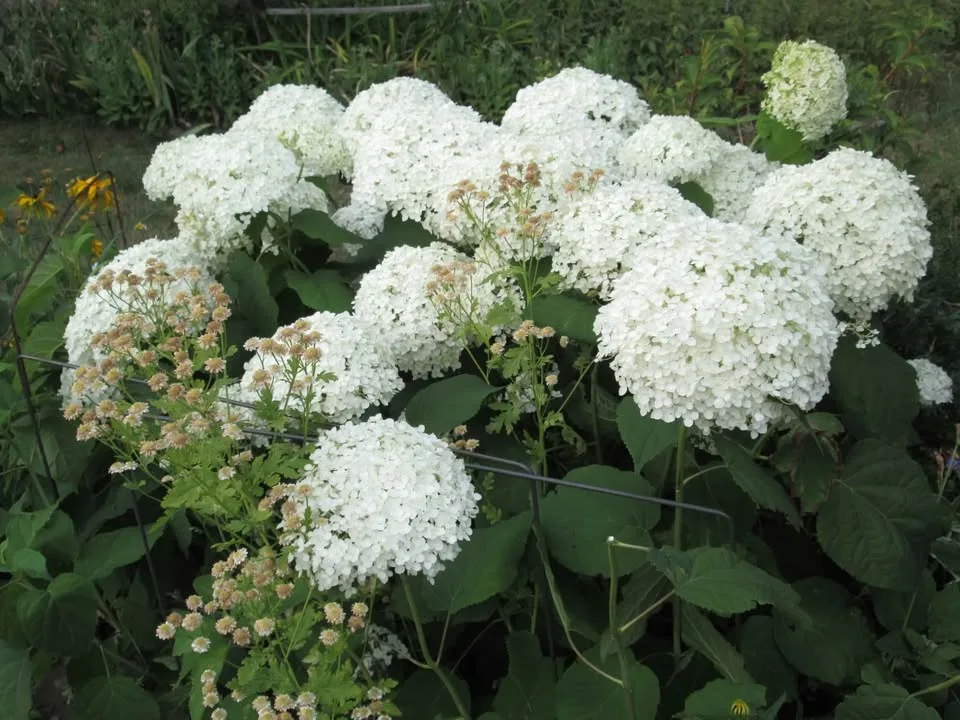 Canon powershot A810 digital camera image indicator(8)