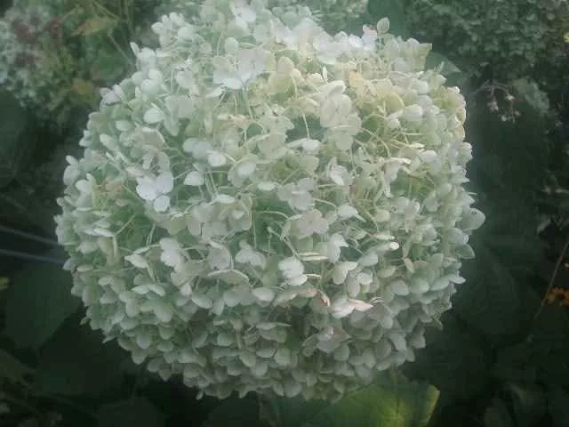 Ge A835 digital camera 8mp image indicator(6)