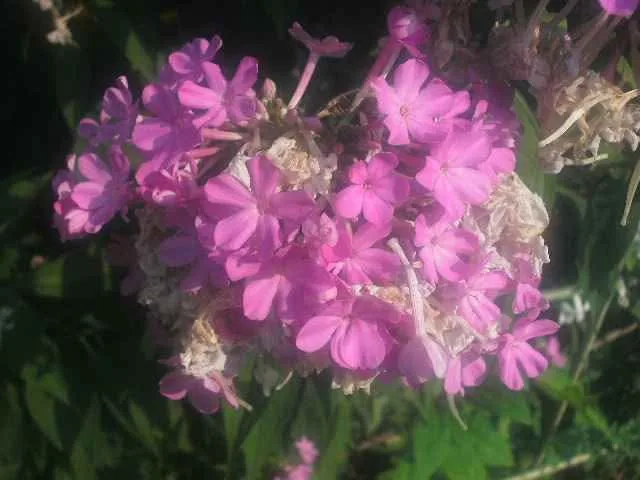 Ge A835 digital camera 8mp image indicator(7)