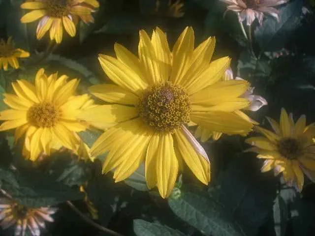 Ge A835 digital camera 8mp image indicator(8)