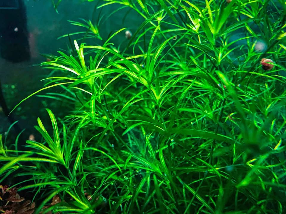 Guppy grass Aquatic plants
