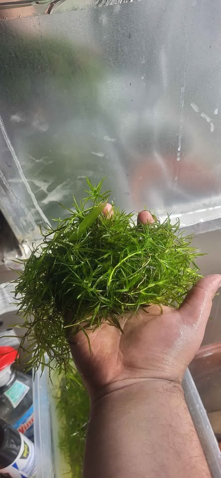 Guppy grass Aquatic plants - photo 2