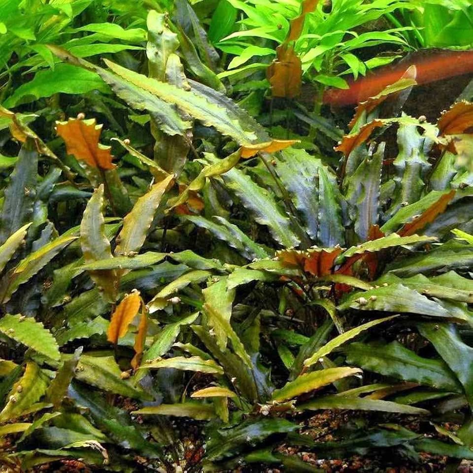 cryptocoryne wendtii