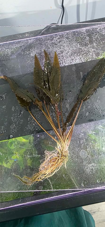cryptocoryne wendtii - photo 2