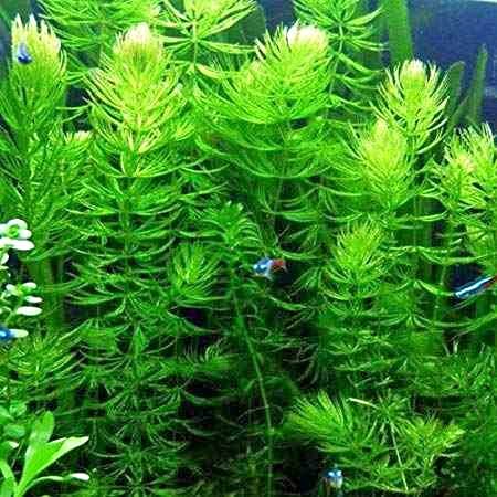 Hornwort