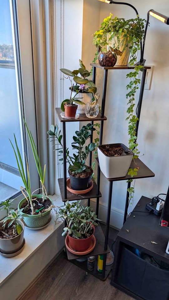 Plant stand + automatic lights