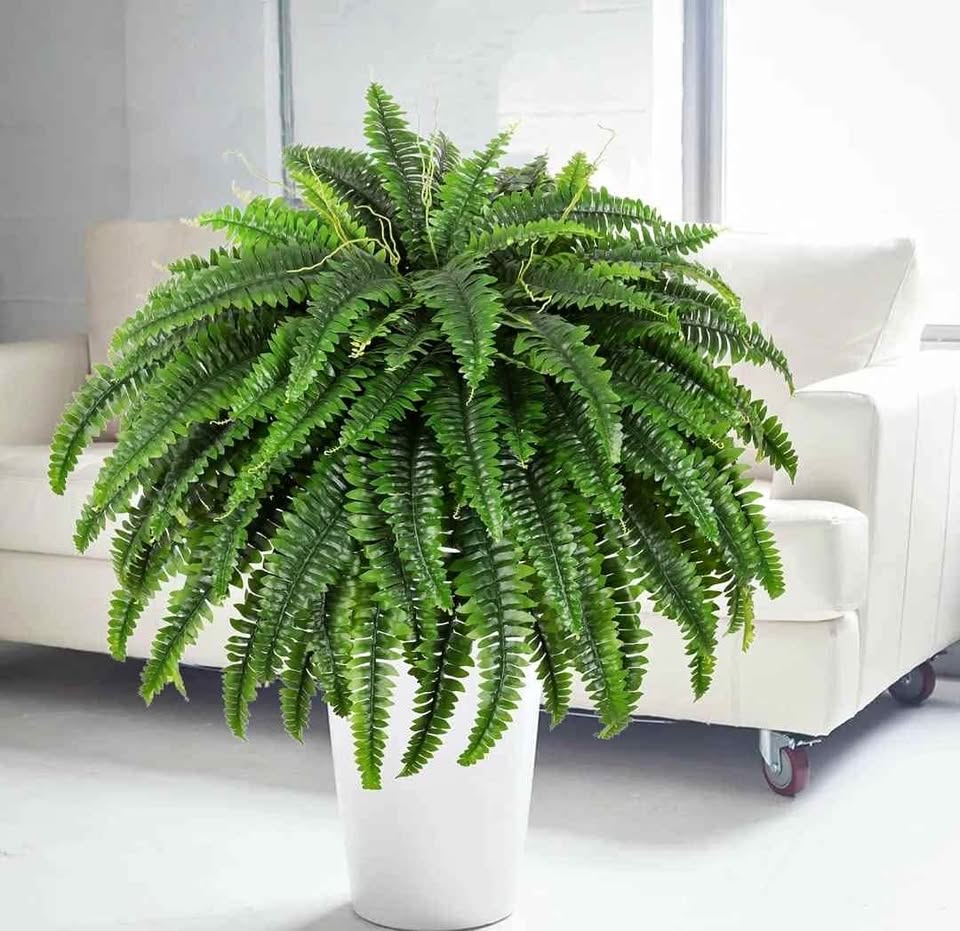 1 pc Artificial Boston Fern Bush🍀🌿