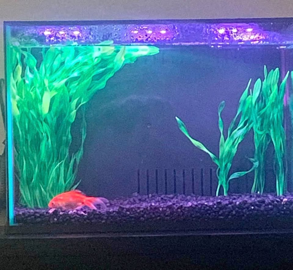 5 gallon fish tank with accessories