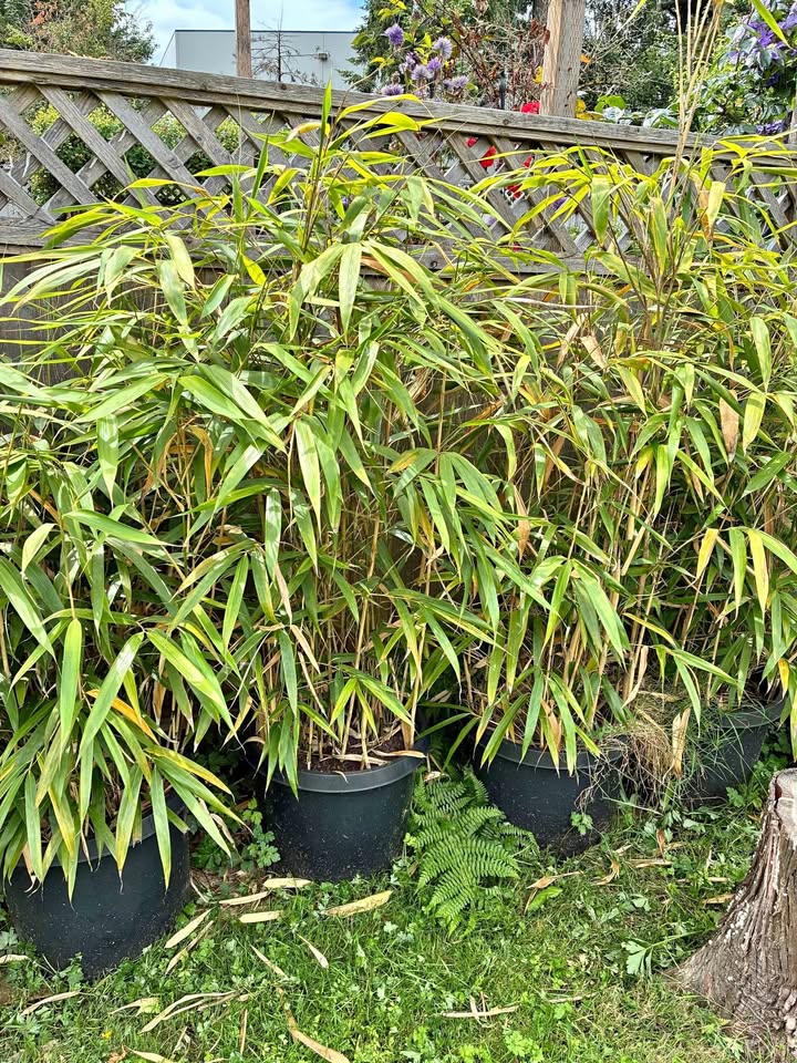 Bamboo for sale 竹子