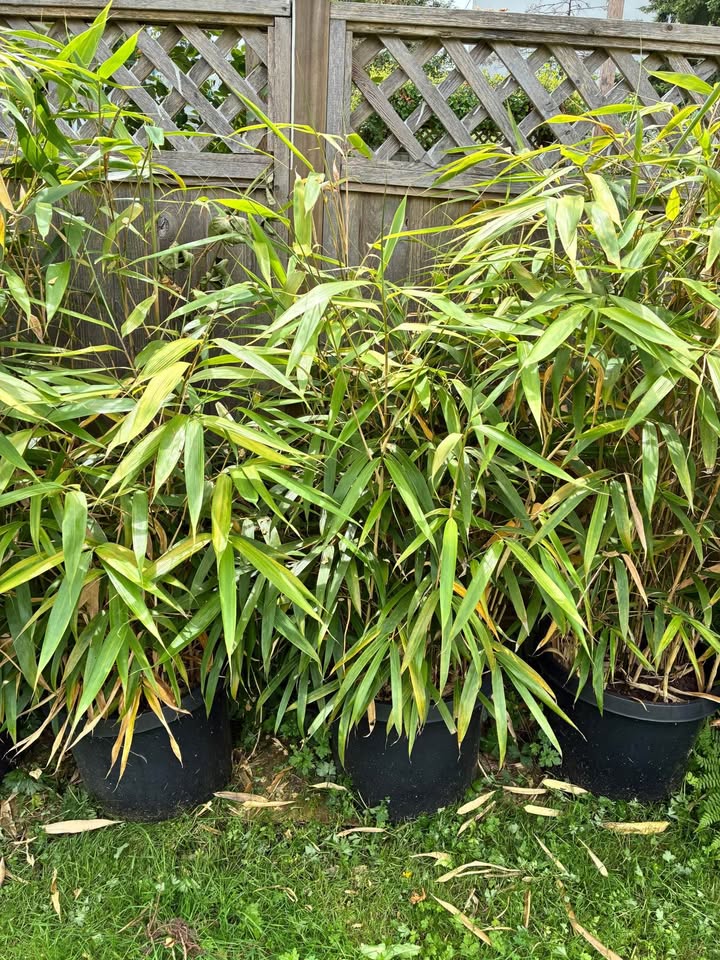 Bamboo for sale 竹子 - photo 2