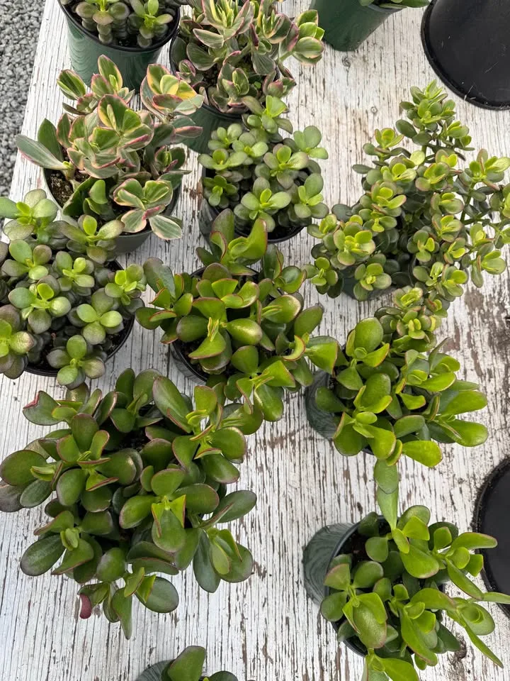 Jade Plants for only $5 in 6 inch pot image indicator(2)