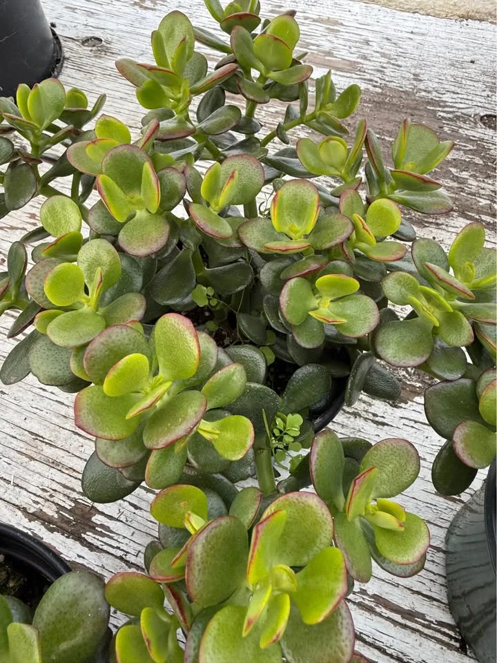 Jade Plants for only $5 in 6 inch pot image indicator(3)