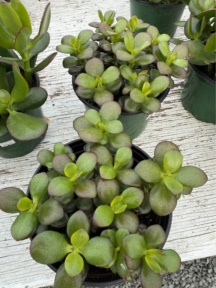 Jade Plants for only $5 in 6 inch pot image indicator(4)