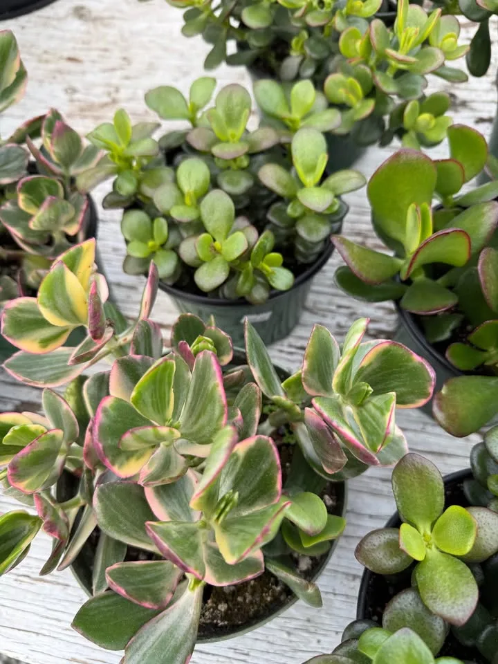 Jade Plants for only $5 in 6 inch pot image indicator(5)