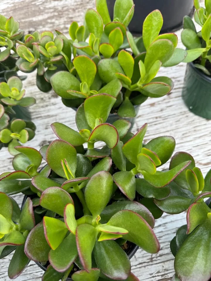 Jade Plants for only $5 in 6 inch pot image indicator(6)