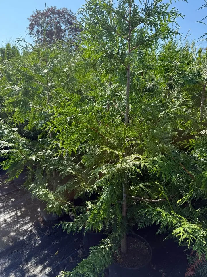 Excelsa Cedar 5ft for only $16 image indicator(2)