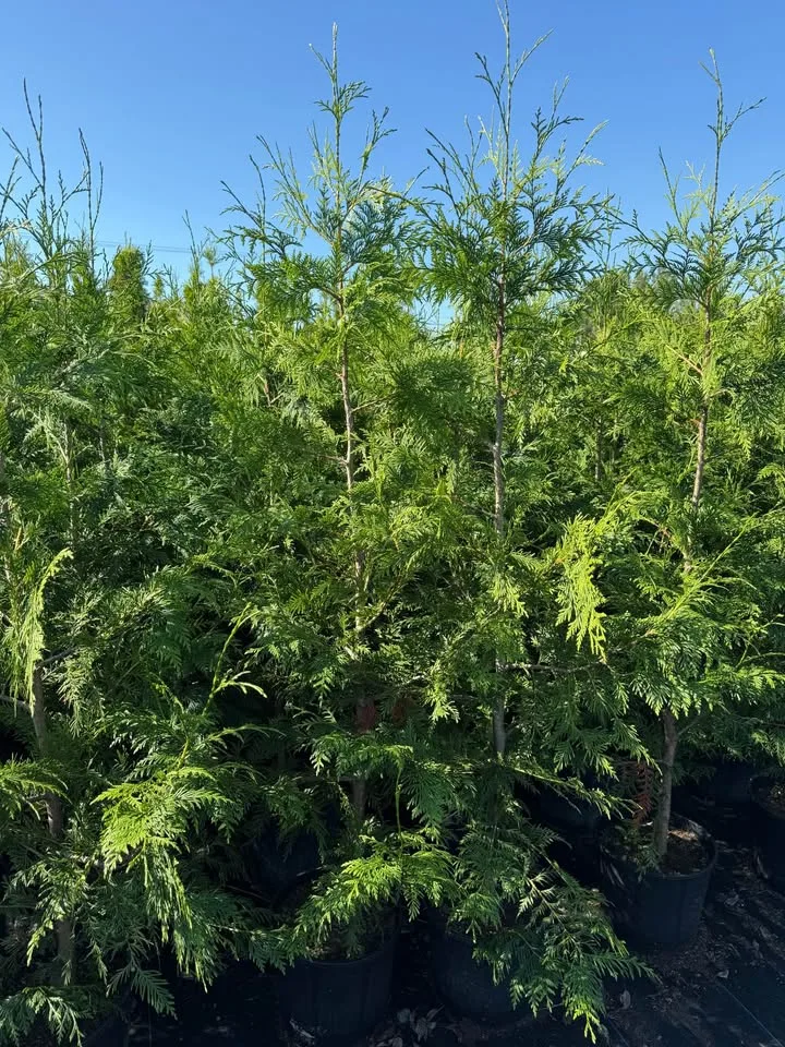 Excelsa Cedar 5ft for only $16 image indicator(3)