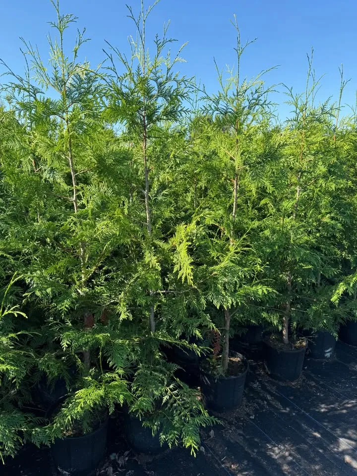 Excelsa Cedar 5ft for only $16 image indicator(4)