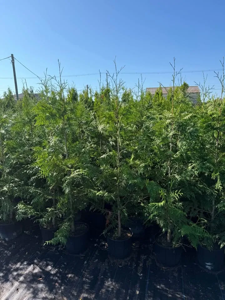 Excelsa Cedar 5ft for only $16 image indicator(5)