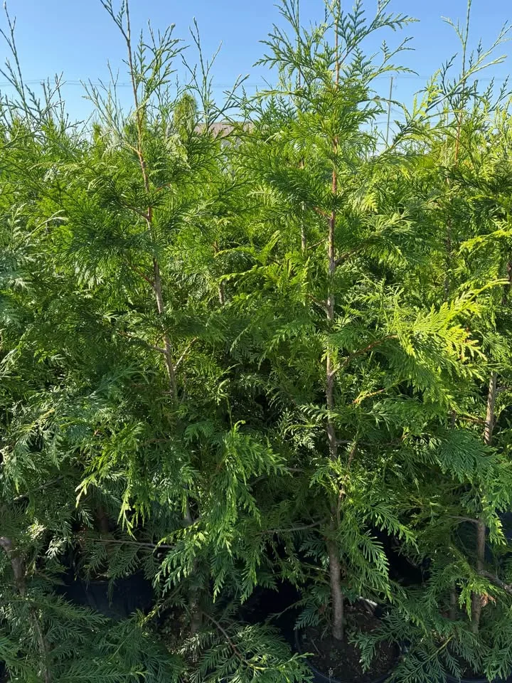 Excelsa Cedar 5ft for only $16 image indicator(6)