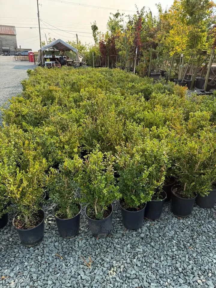 Clearance Sale Boxwood 2 gallon just $8 image indicator(2)
