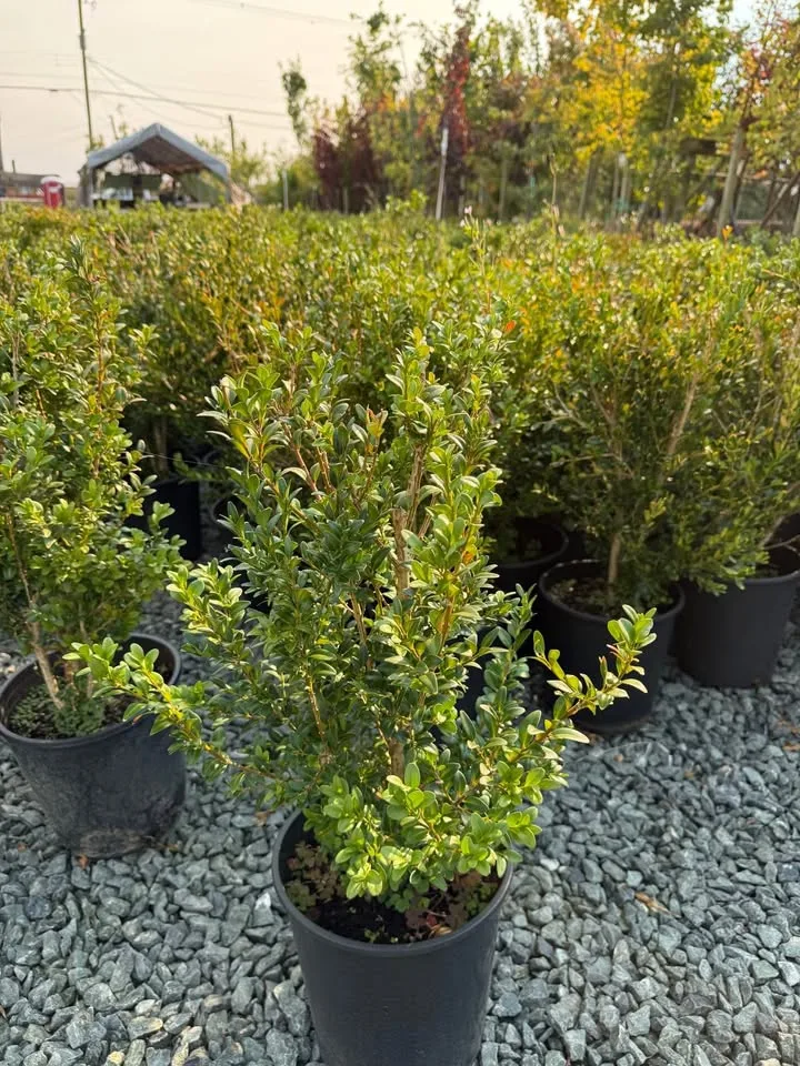 Clearance Sale Boxwood 2 gallon just $8 image indicator(3)