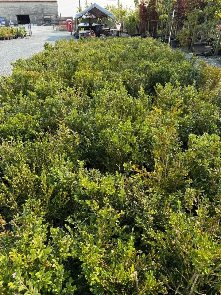 Clearance Sale Boxwood 2 gallon just $8 image indicator(4)