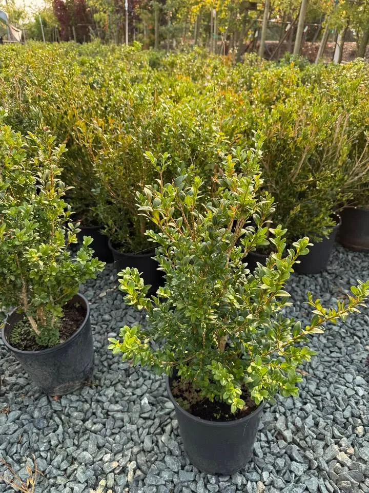 Clearance Sale Boxwood 2 gallon just $8 image indicator(5)