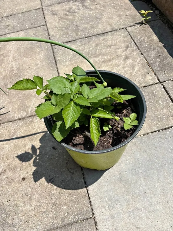Healthy black berry plant