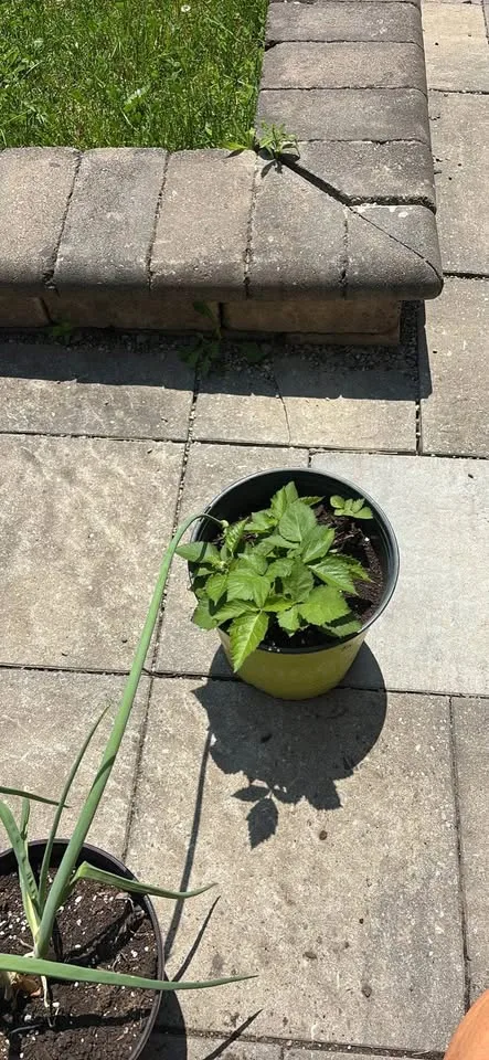 Healthy black berry plant image indicator(2)