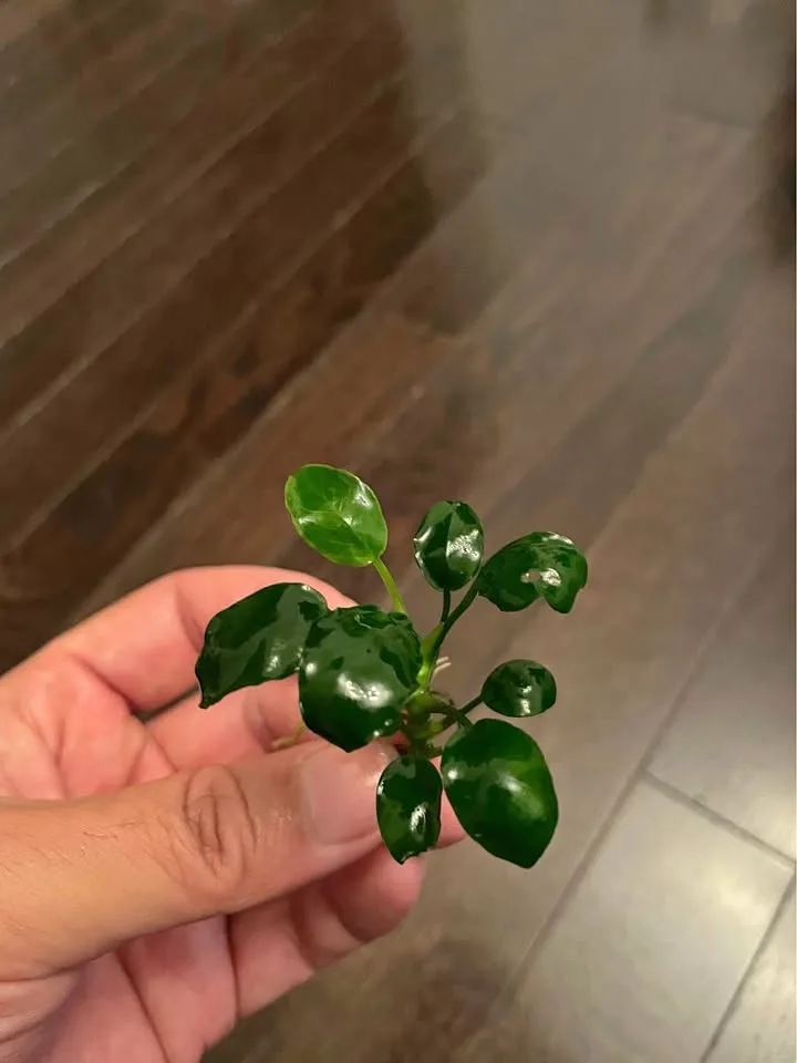 Anubias nana petite thumbnail