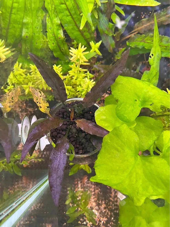 Cryptocoryne Wendtii 'Brown Indo' thumbnail