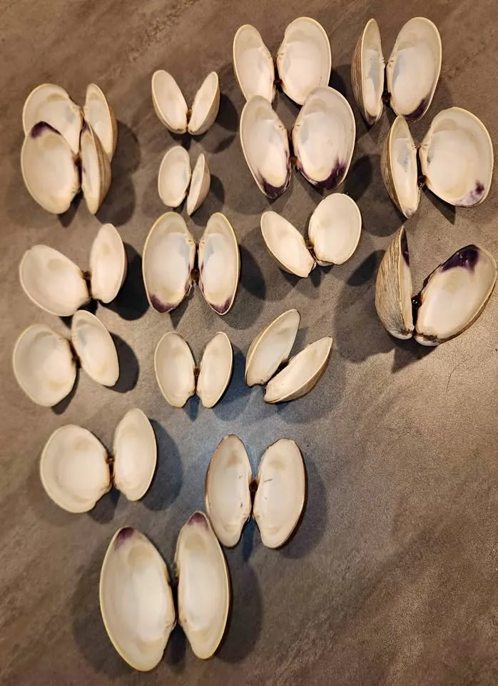 Clam Shells 3 LBS Decoupage Arts and Crafts Ocean Beach Decor thumbnail