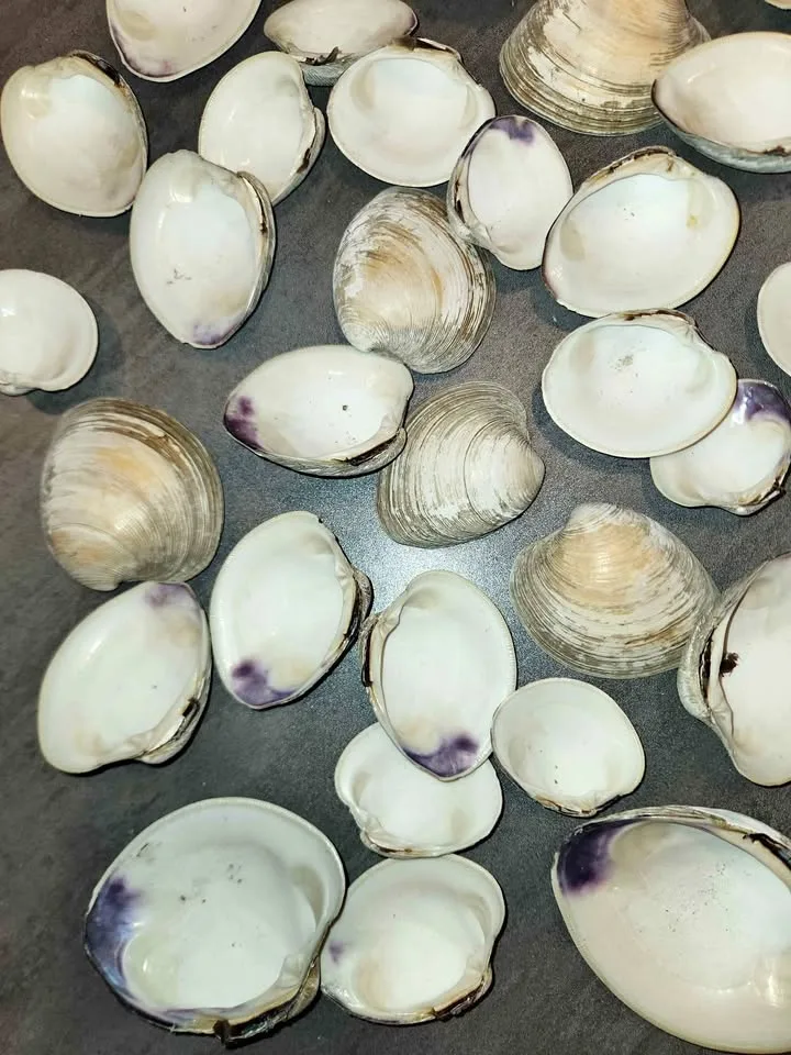 Clam Shells 6 LBS Decoupage Arts and Crafts Ocean Beach Decor thumbnail