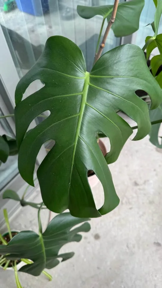 Monstera Deliciosa image indicator(4)