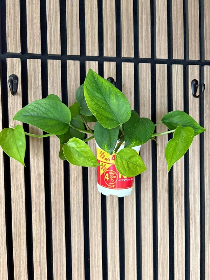Pothos thumbnail