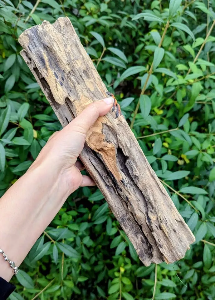 Colorful Curaçao Hand Painted Lizard Sculpture image indicator(5)