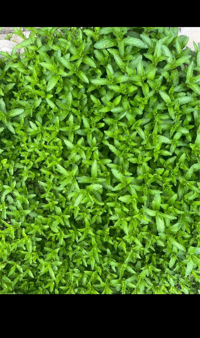 Fresh Mint Plant