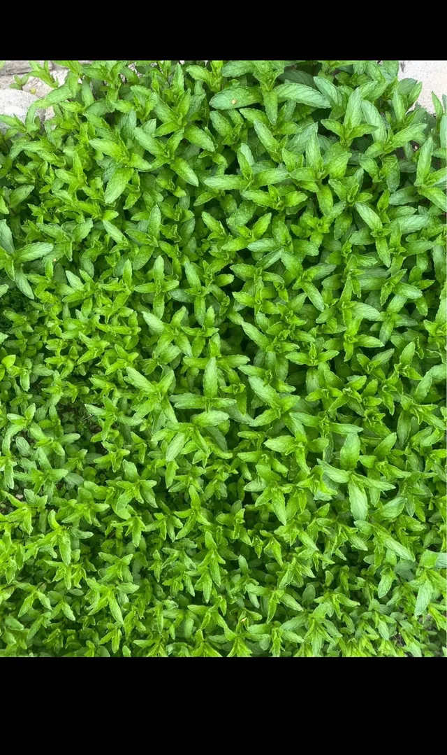 Fresh Mint Plant thumbnail