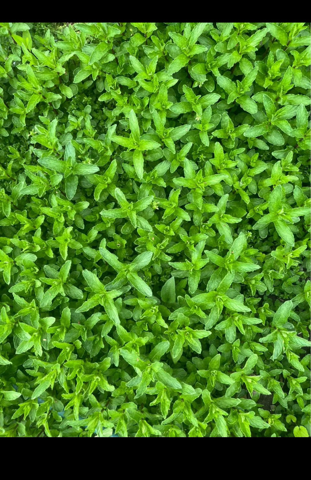 Fresh Mint Plant - photo 2