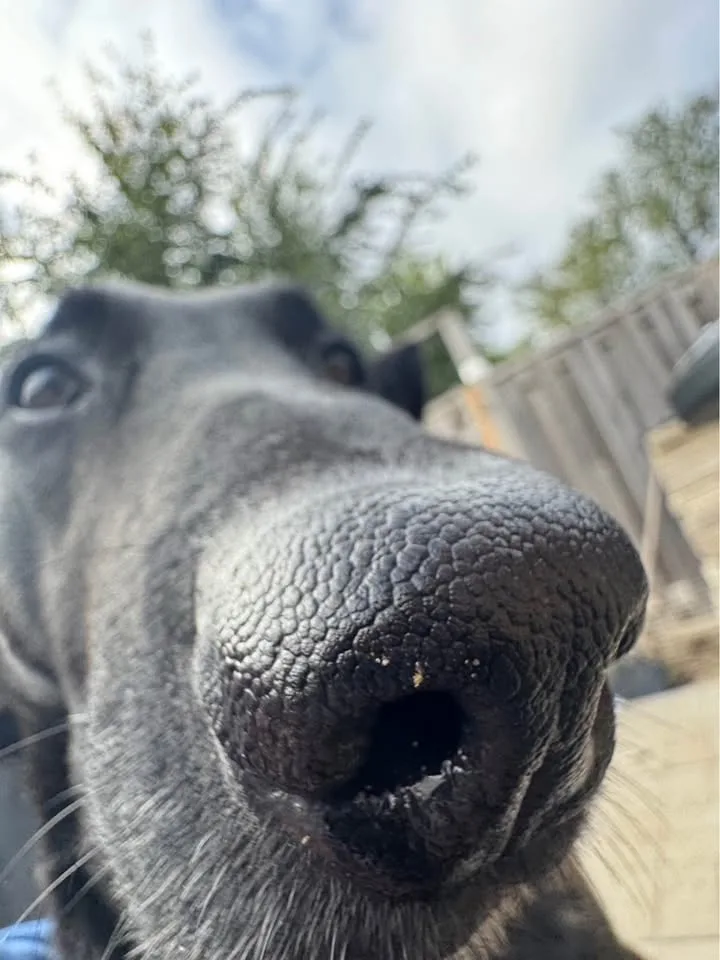 HotRod barstool image indicator(5)