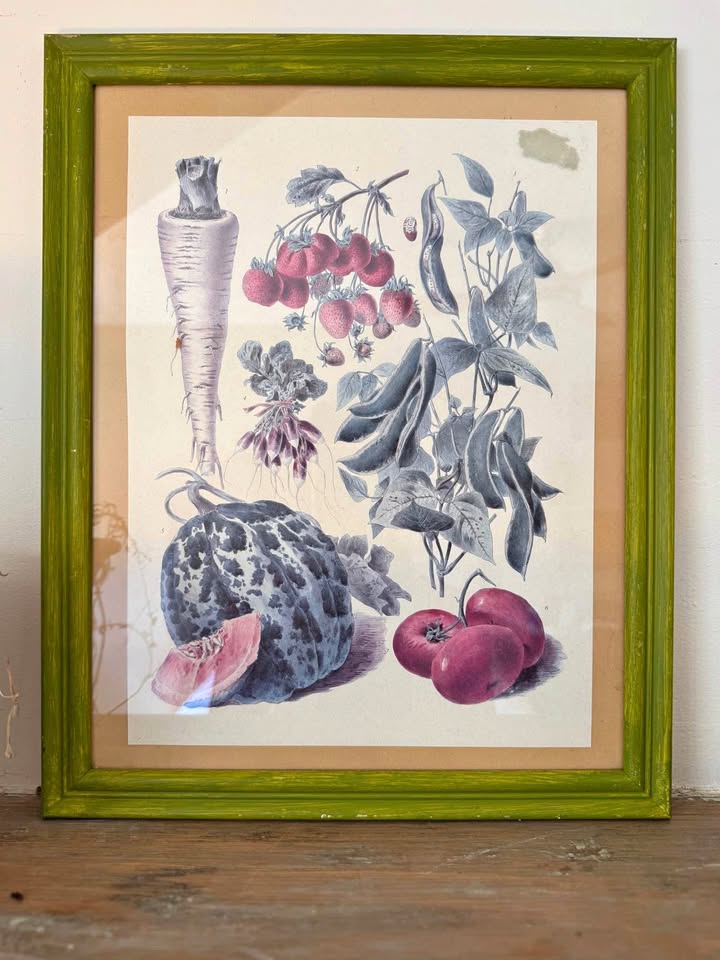 Vintage Botanical Prints Vilmorin-Andrieux & Cie.