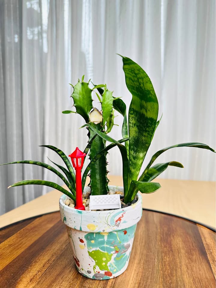 Unique handmade pot & low maintenance plant